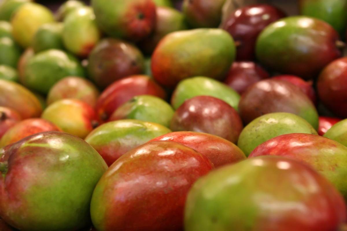 6 Famous Types of Mango – 2023