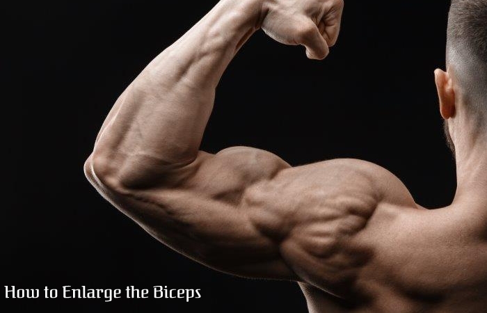 Average Bicep Size