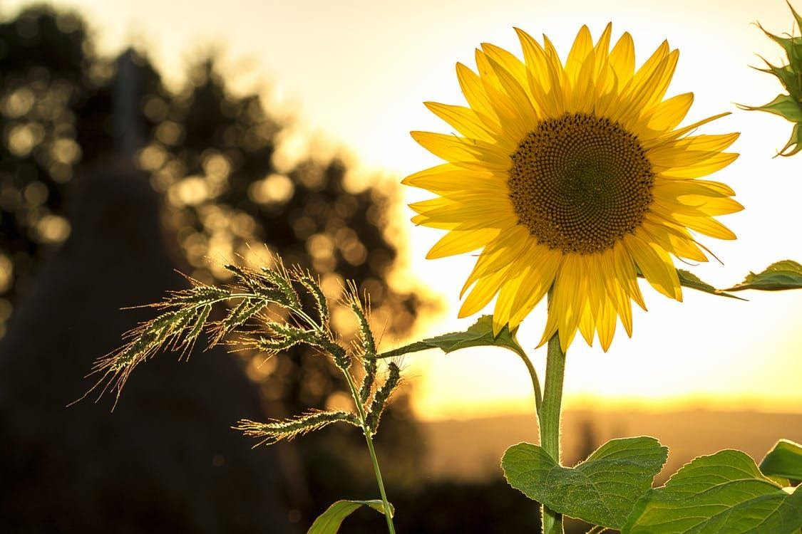 Why You Should Obtain Sunflower Oil for Your Hair Care Regimen