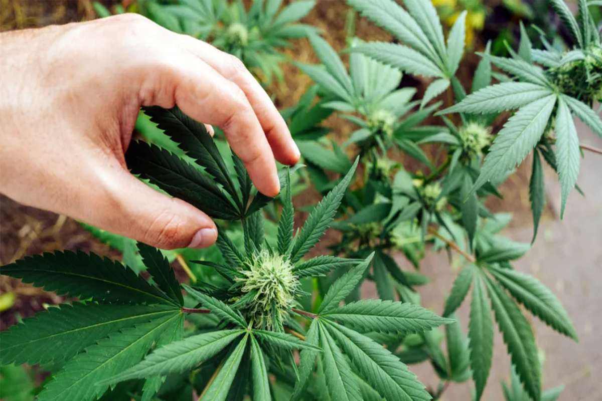 The Difference Between Marijuana and Hemp Flower – 2024