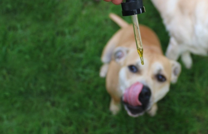 CBD oil for dogs