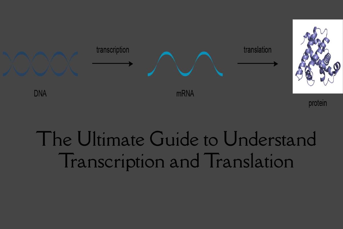 A Guide to Understand Transcription and Translation – 2023