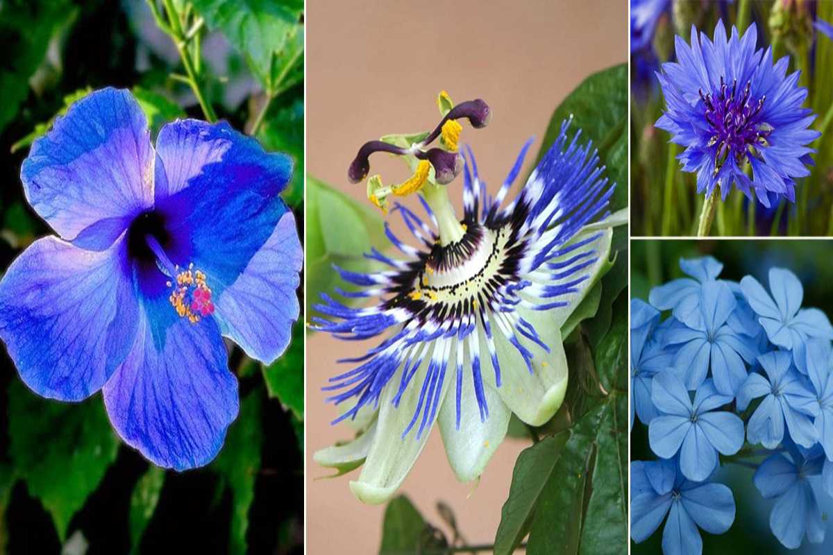 3 Blue Beneficial Plants For Your Garden – 2024