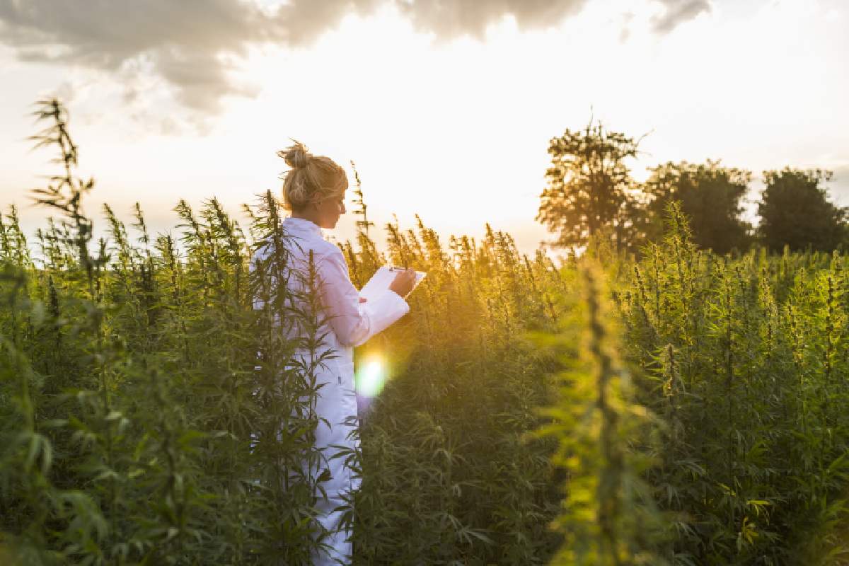 5 Reasons To Use Organic CBD Products – 2024