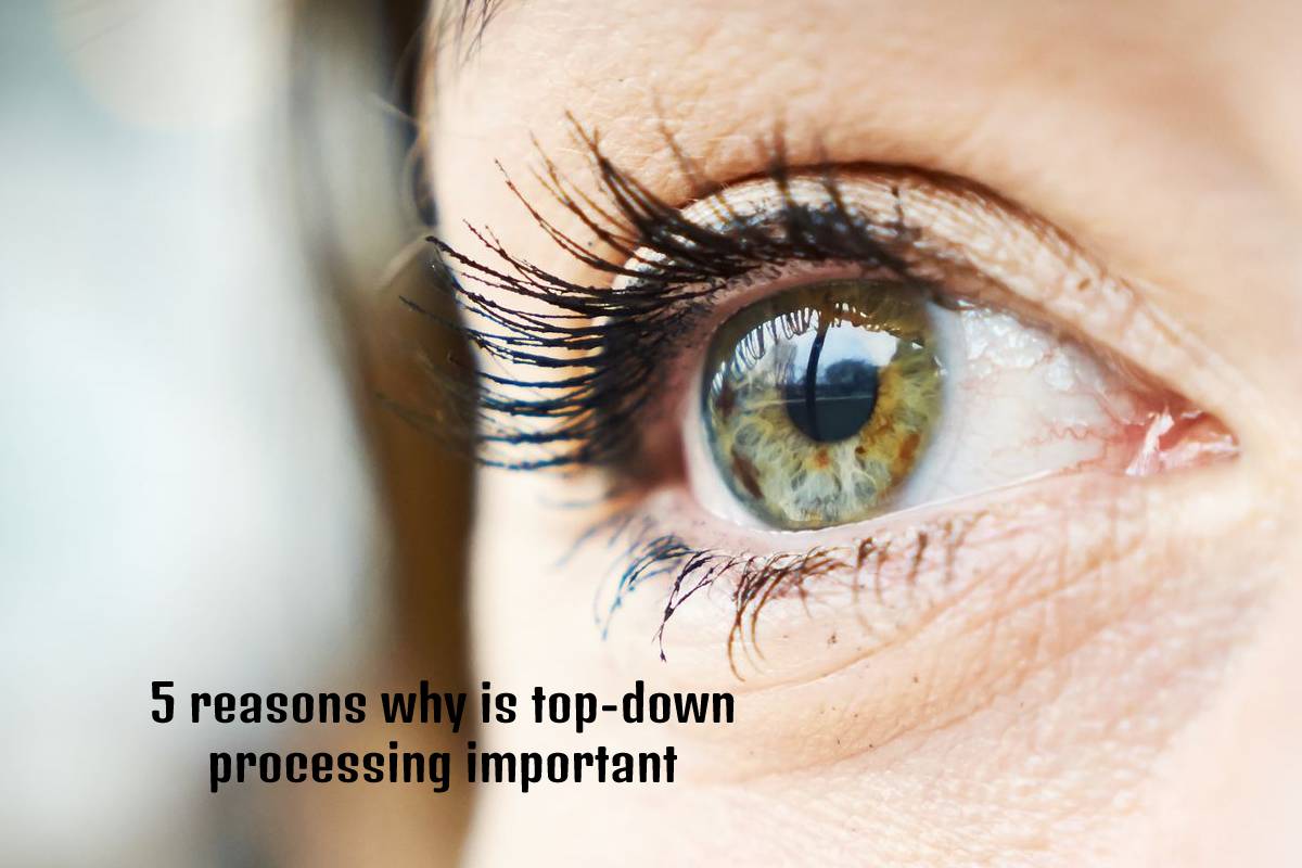 5 Reasons Why is Top-Down Processing Important – 2023