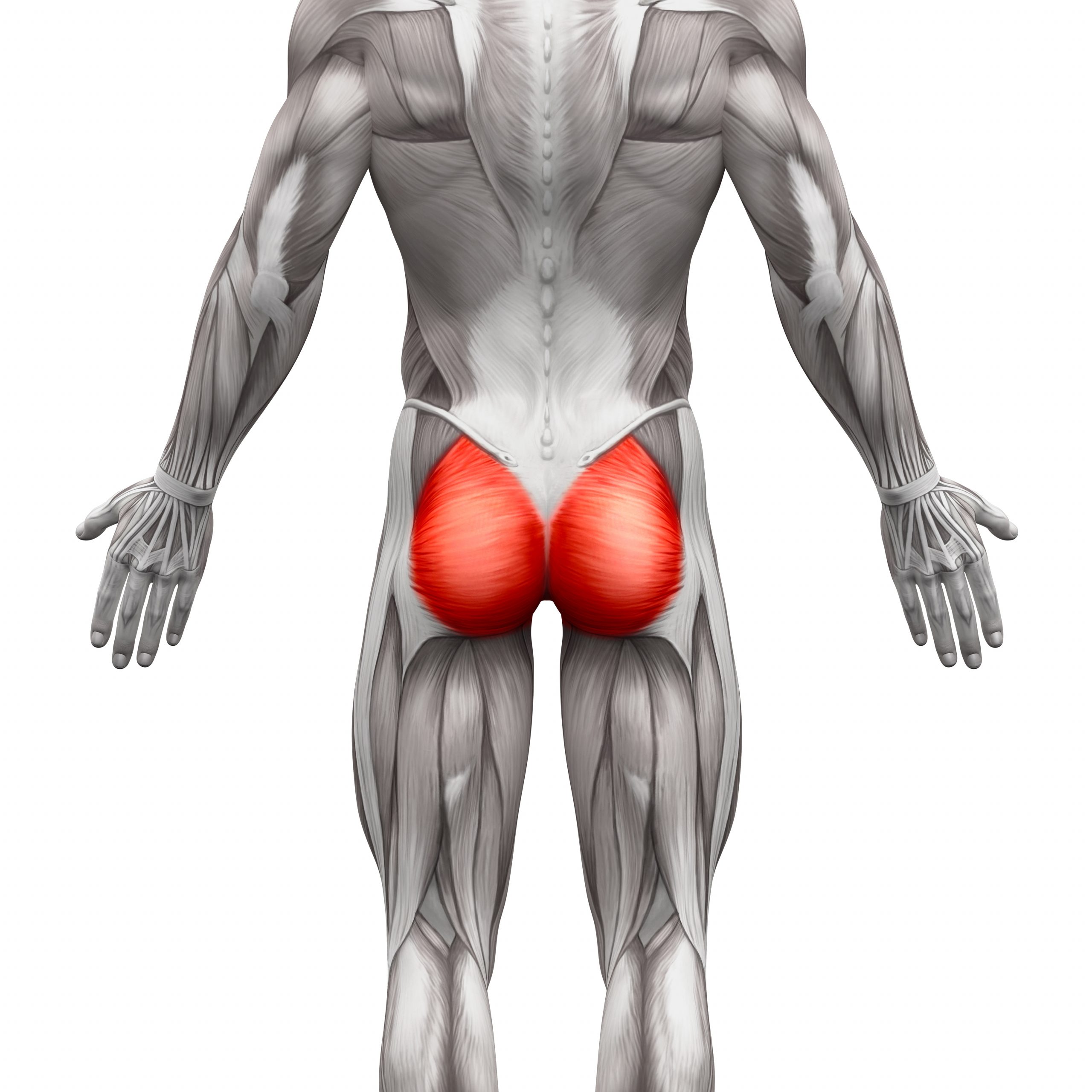 Gluteal Muscles / Gluteus Maximus - Anatomy Muscles isolated on