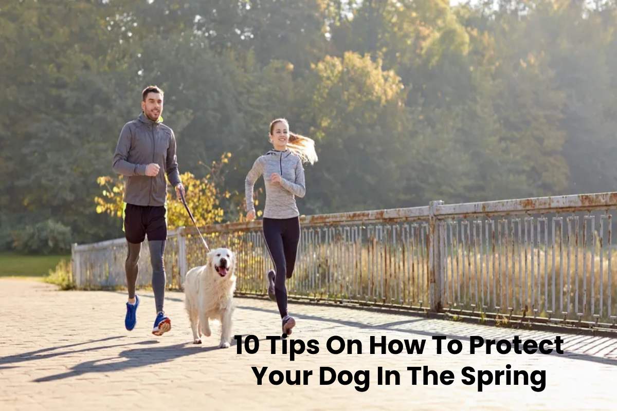 10 Tips On How To Protect Your Dog In The Spring – 2023