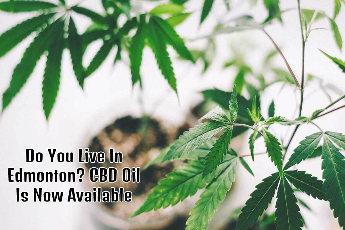 Do You Live In Edmonton? CBD Oil Is Now Available – 2023