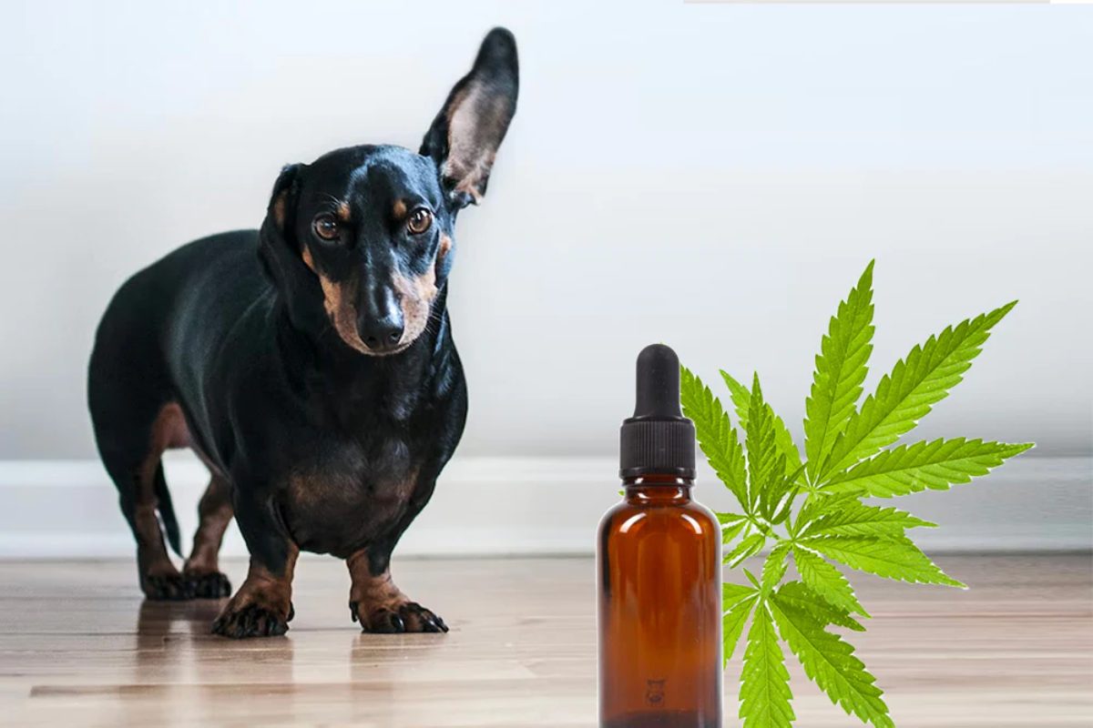 CBD For Dogs: Help With Pain Or Anxiety In Your Dog – 2024