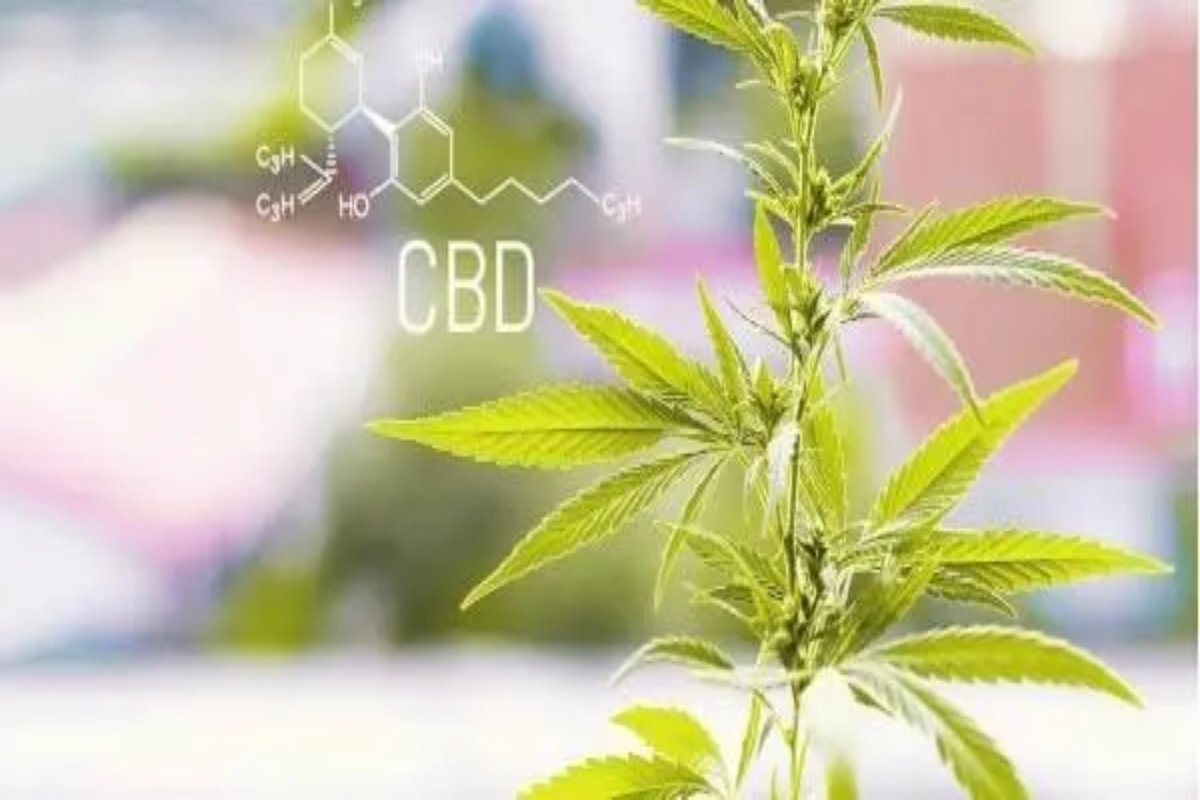 How Can You Get In with CBD Affiliate Programs? – 2024