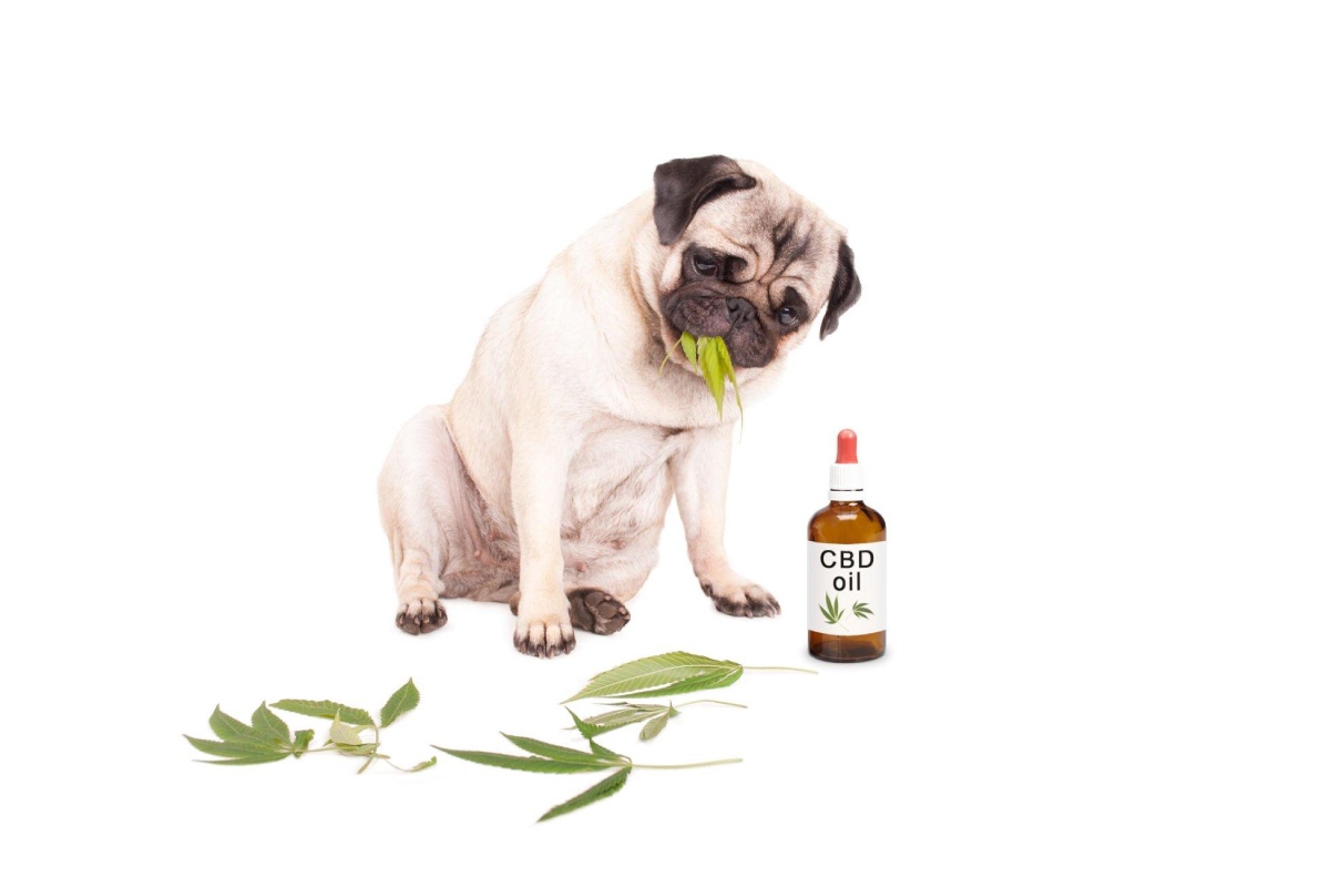 Is CBD Oil for Dogs A Good Idea & Should You Try It – 2024