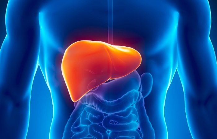 The Liver - The Body's Powerhouse