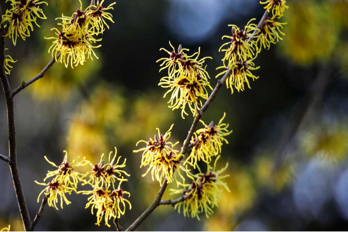 The Truth About Witch Hazel and Its Benefits for Skin – 2023