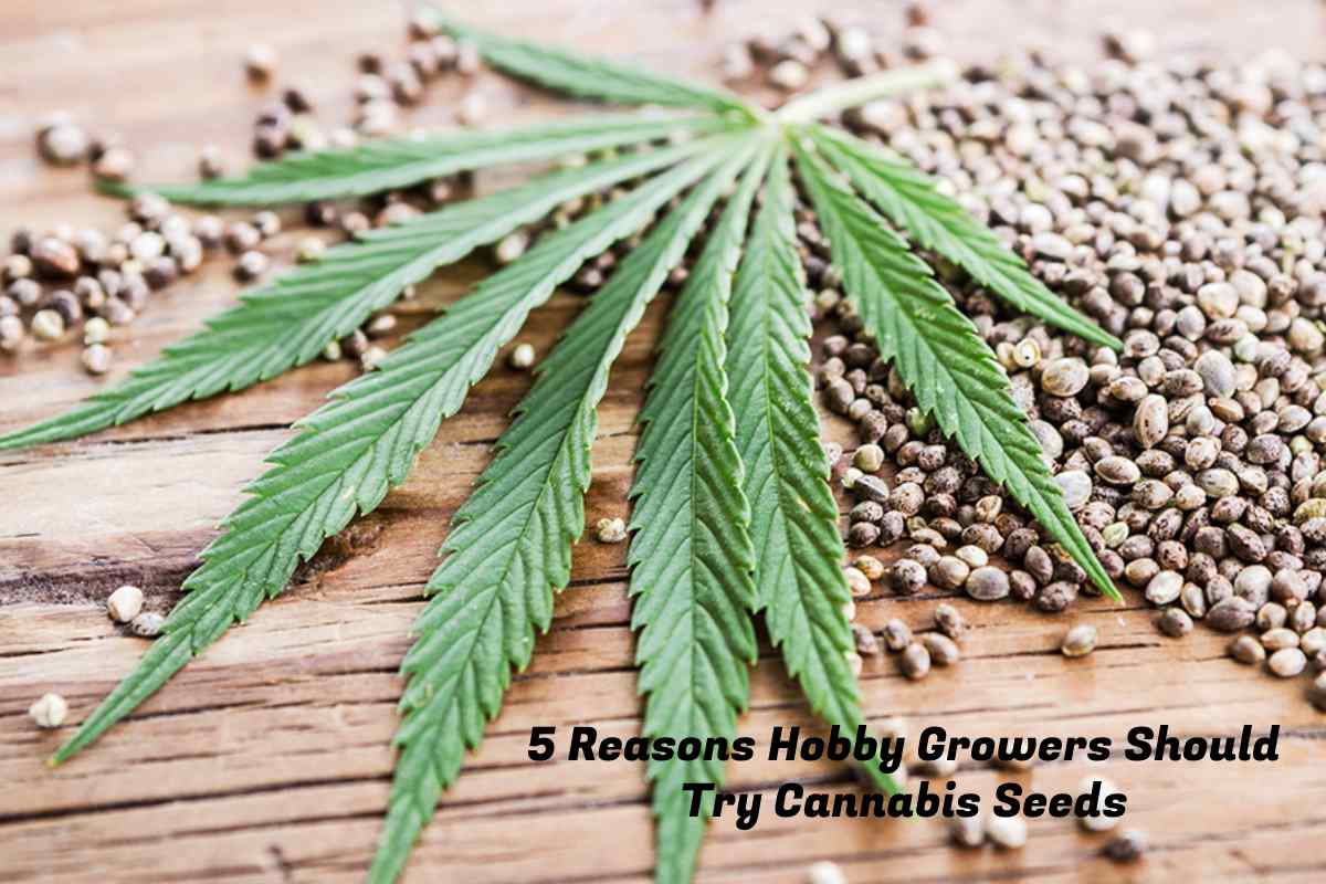 5 Reasons Hobby Growers Should Try Cannabis Seeds – 2024
