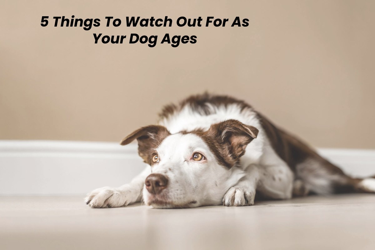 5 Things To Watch Out For As Your Dog Ages