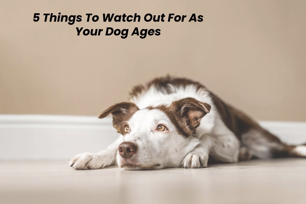 5 Things To Watch Out For As Your Dog Ages – 2024