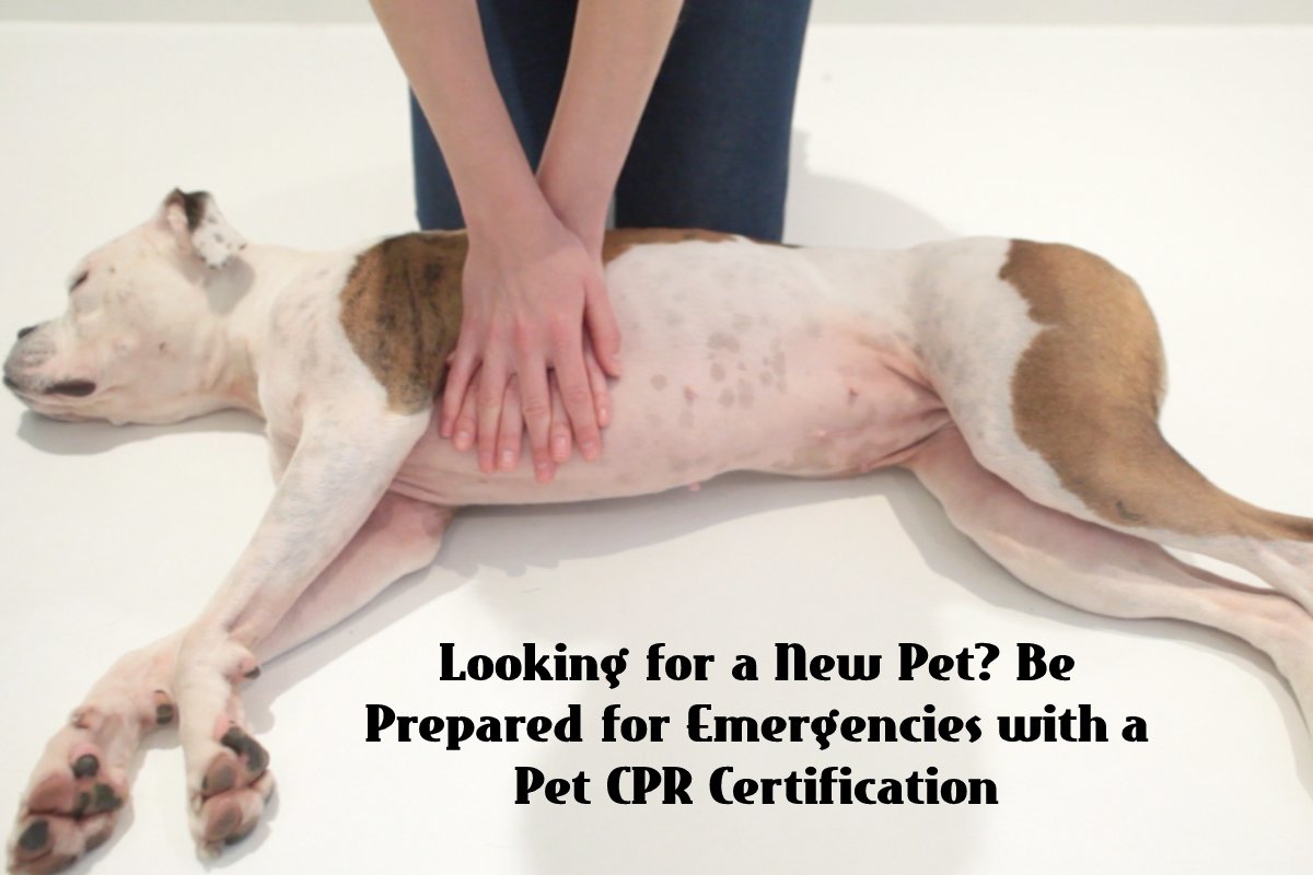 Looking for a New Pet? Be Prepared for Emergencies with a Pet CPR Certification
