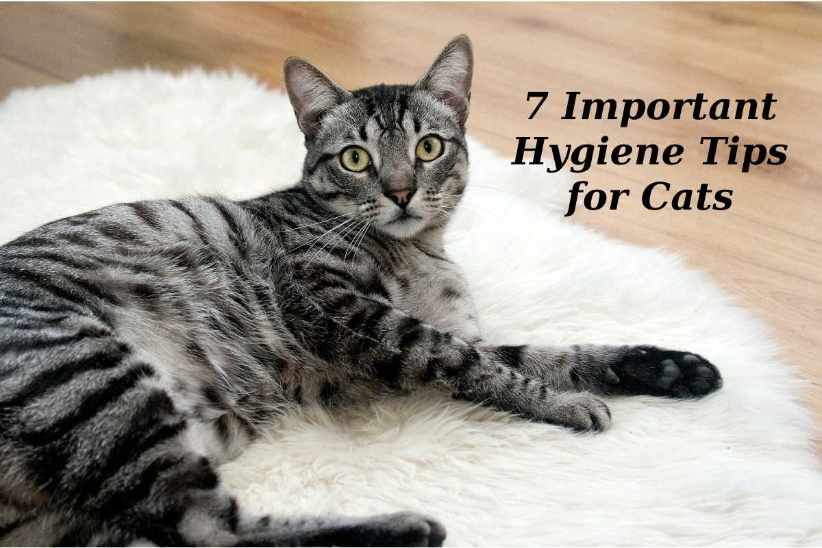 7 Important Hygiene Tips for Cats