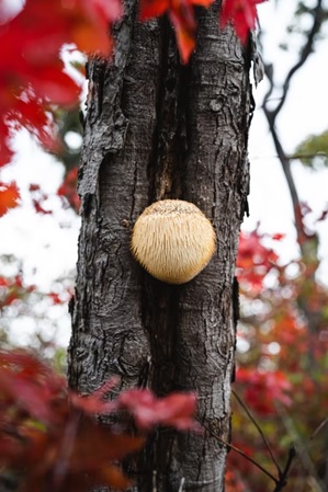 The Benefits of Lion’s Mane Mushrooms