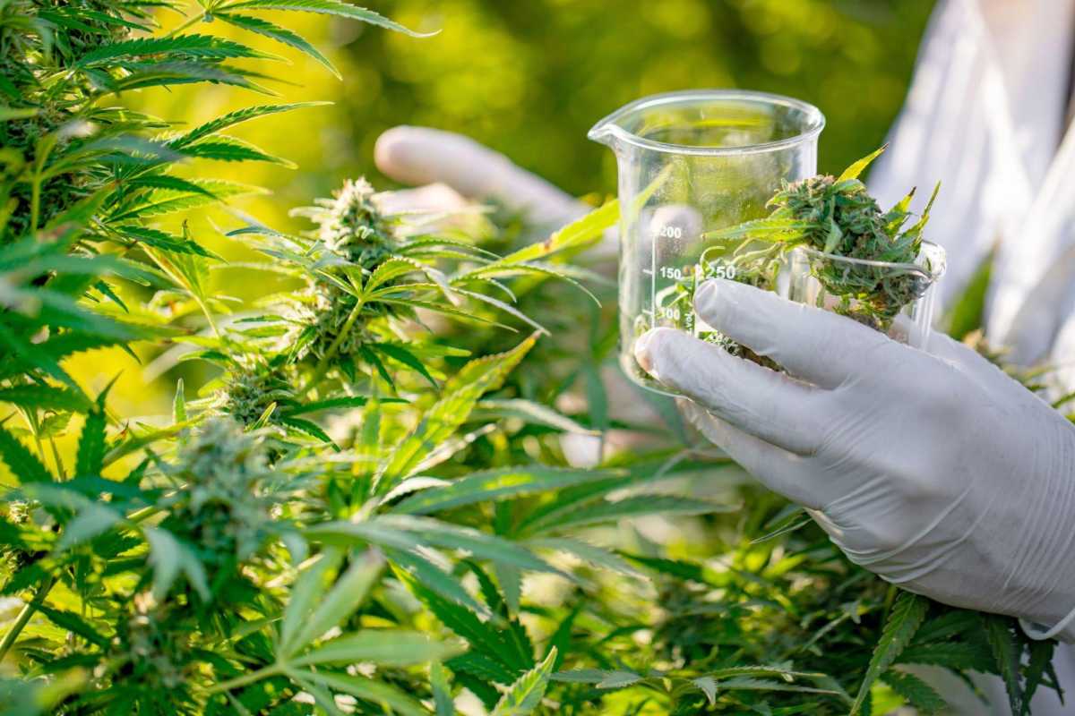 Main Reasons To Give Growing Cannabis A Try – 2023