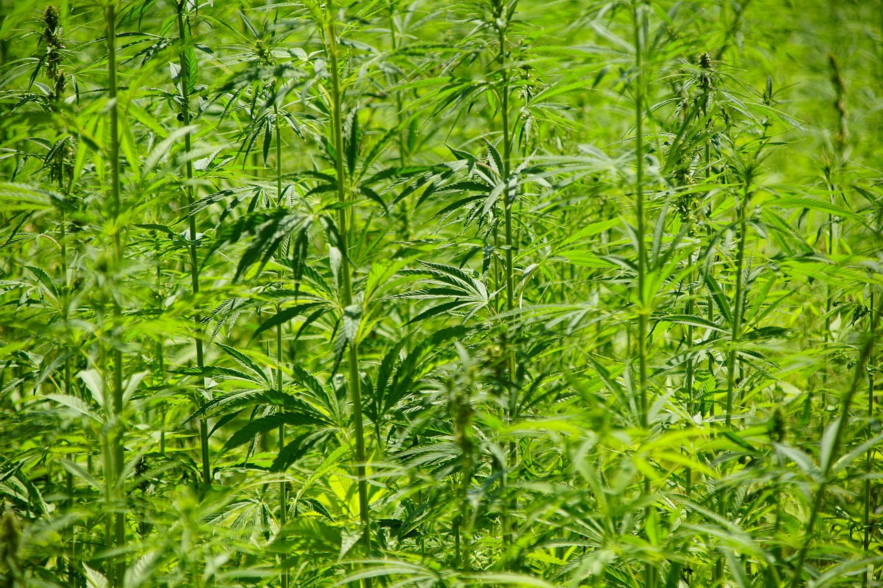 What is CBD Flower and What Does it Feel Like?