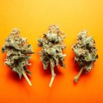 The Top CBD Flower Brands in the UK: A Comparison Guide