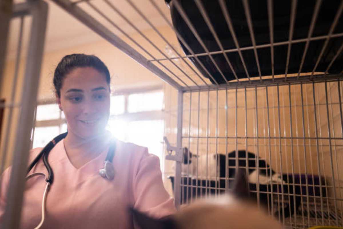 How to Successfully Sell My Veterinary Practice